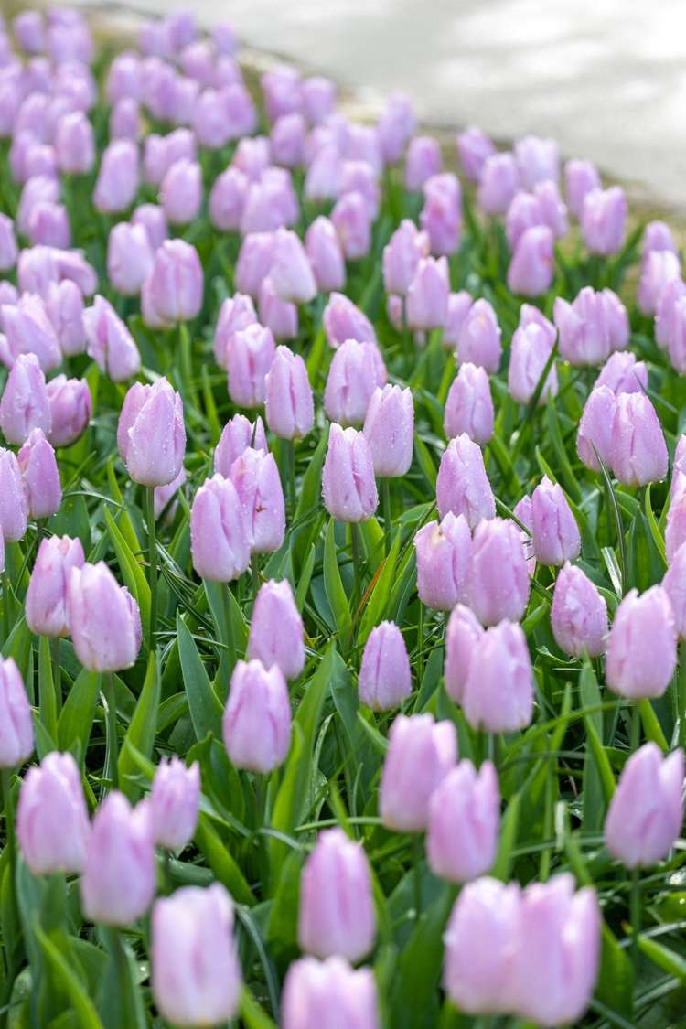 Tulpe 'Candy Prince'